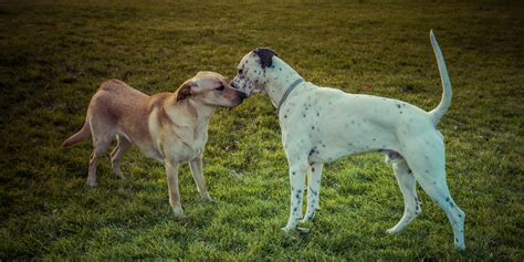 cuni chien|Le sexe et laccouplement chez le chien